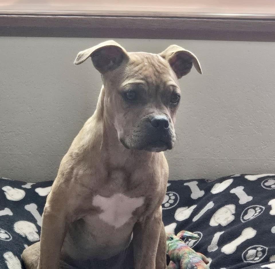Enlarge Potato, a Adoptable mixed breed in Colorado Springs, CO image 2/4