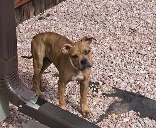 Enlarge Potato, a Adoptable mixed breed in Colorado Springs, CO image 3/4