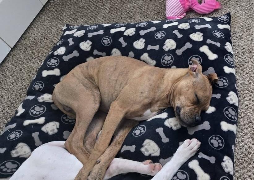 Enlarge Potato, a Adoptable mixed breed in Colorado Springs, CO image 4/4