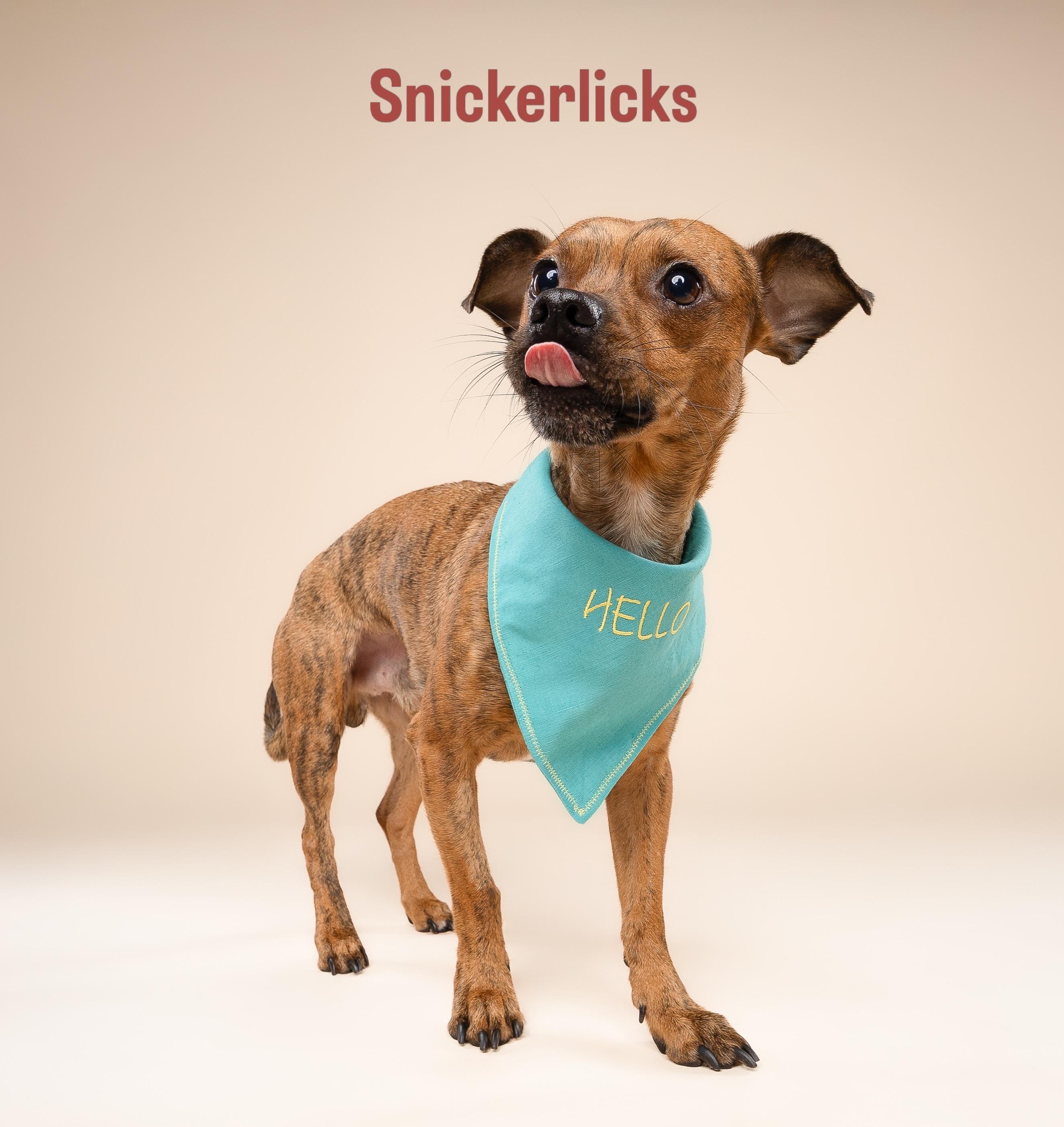 Enlarge Snickers, a Adoptable mixed breed in Miramar, FL image 4/4