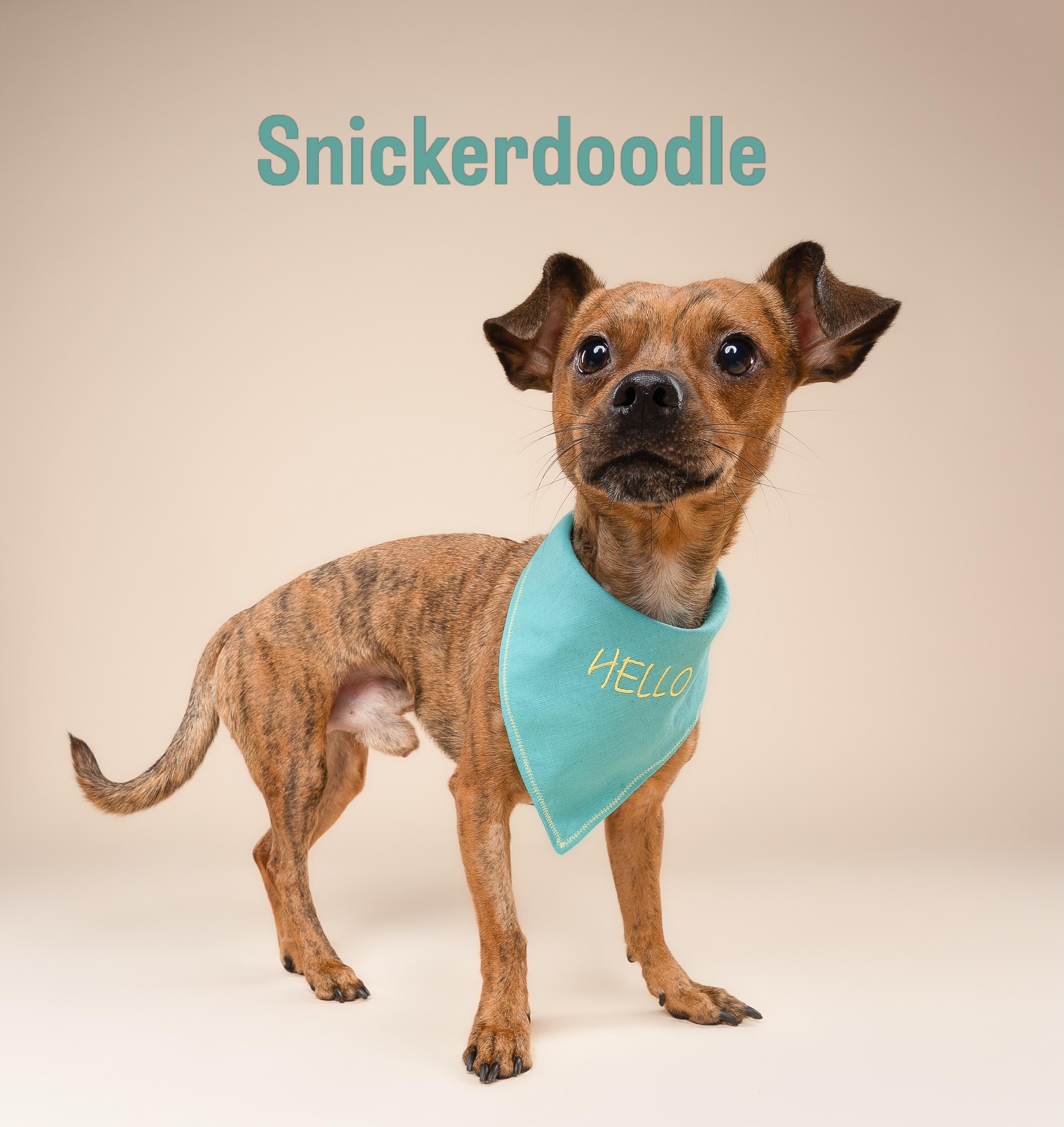 Enlarge Snickers, a Adoptable mixed breed in Miramar, FL image 3/4