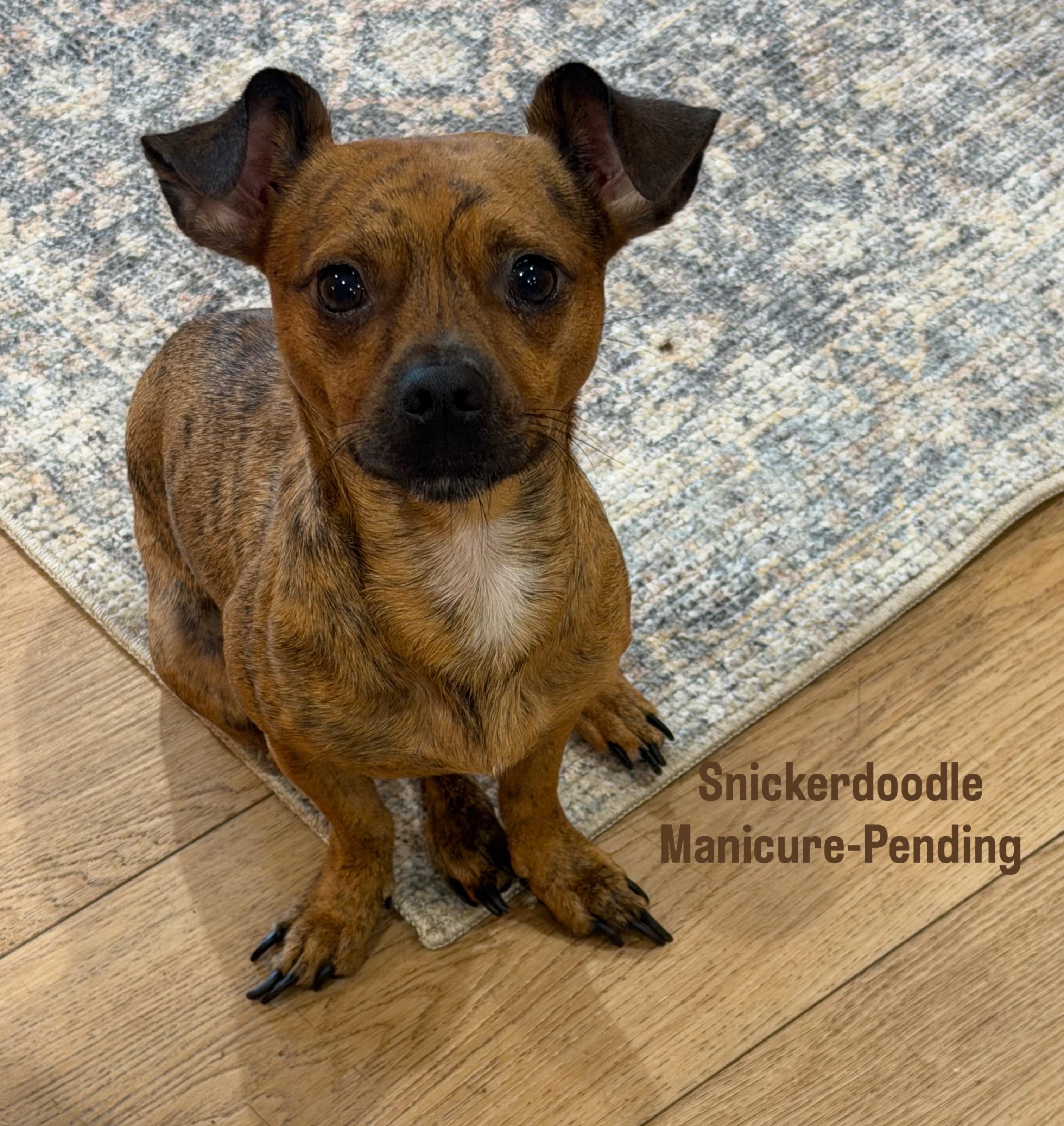 Enlarge Snickers, a Adoptable mixed breed in Miramar, FL image 2/4