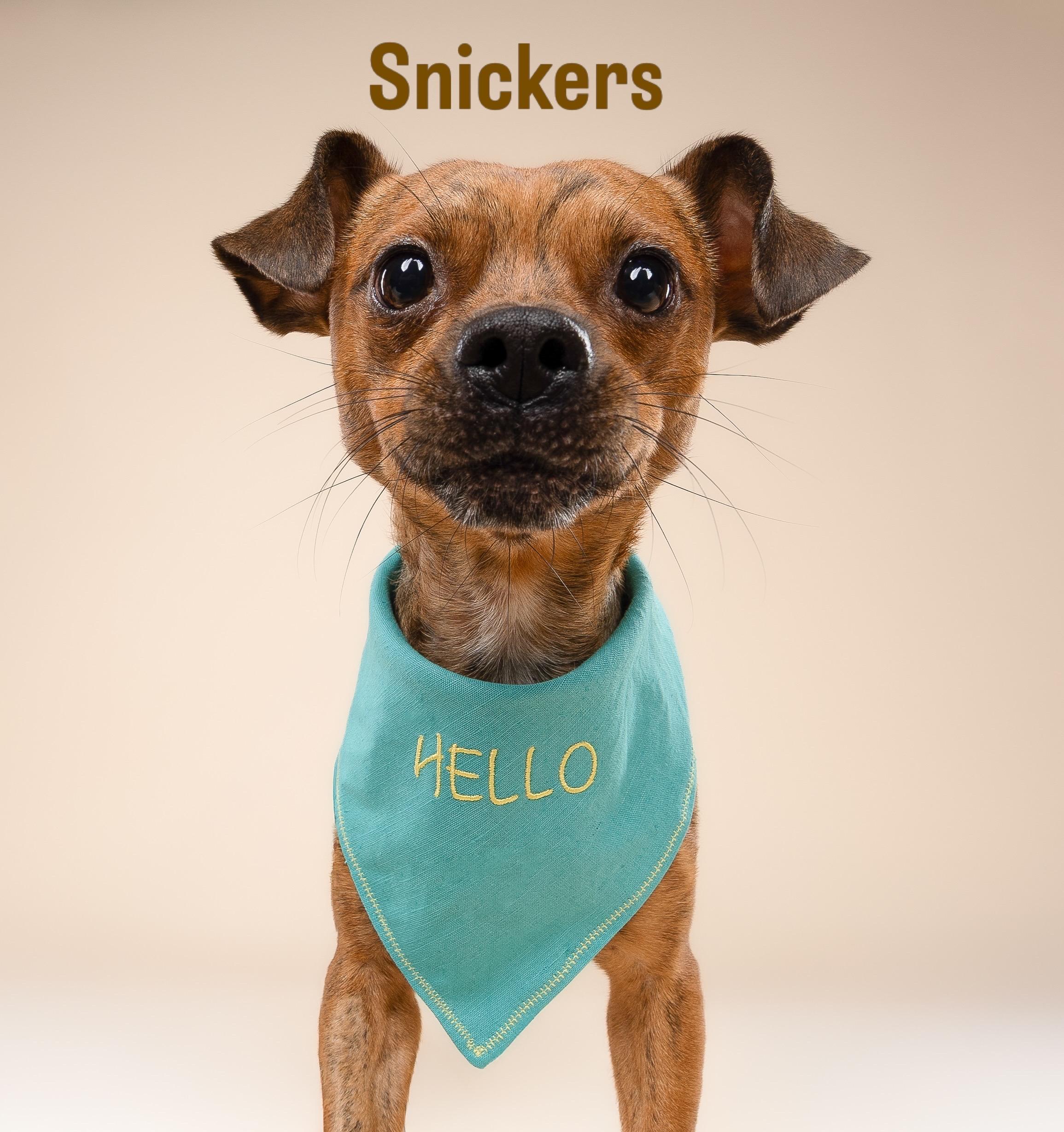 Enlarge Snickers, a Adoptable mixed breed in Miramar, FL image 1/4