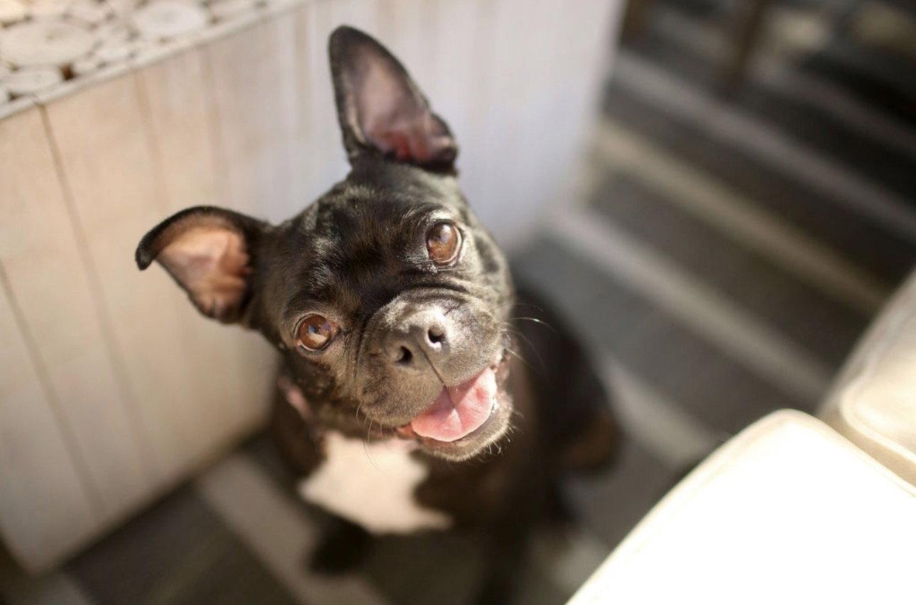 Bebe, a Adopted Boston Terrier in Corona, CA image 1/3