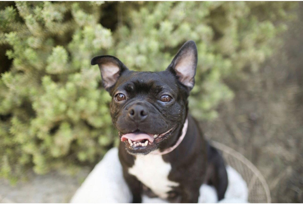 Bebe, a Adopted Boston Terrier in Corona, CA image 2/3