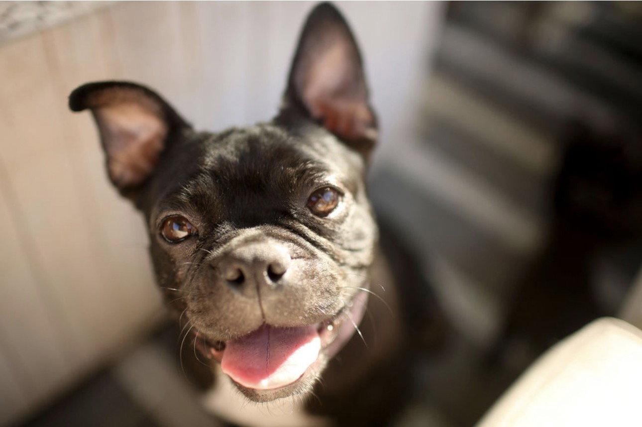 Bebe, a Adopted Boston Terrier in Corona, CA image 3/3