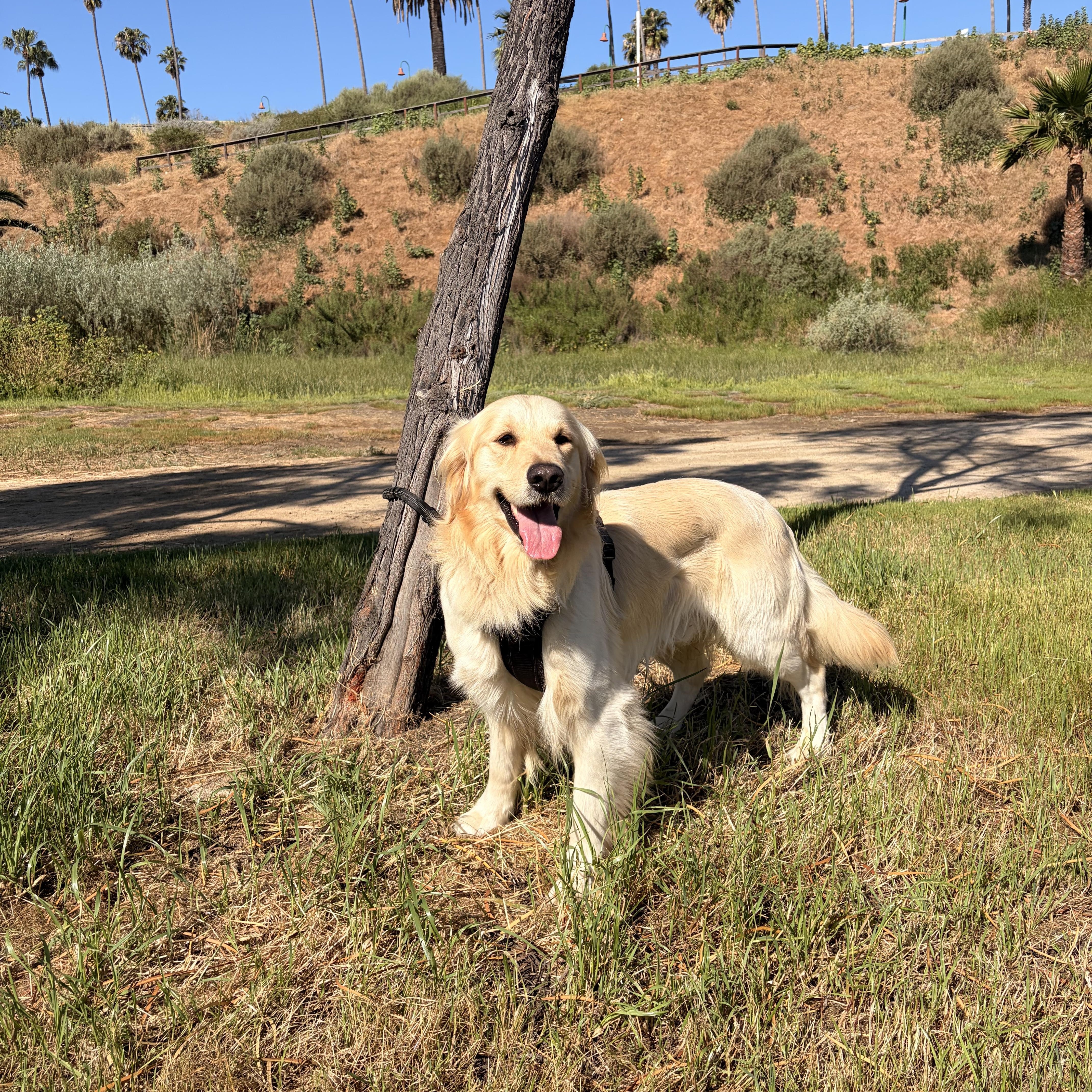 Enlarge Rocky, a ADOPTABLE Golden Retriever in Torrance, CA image 2/4
