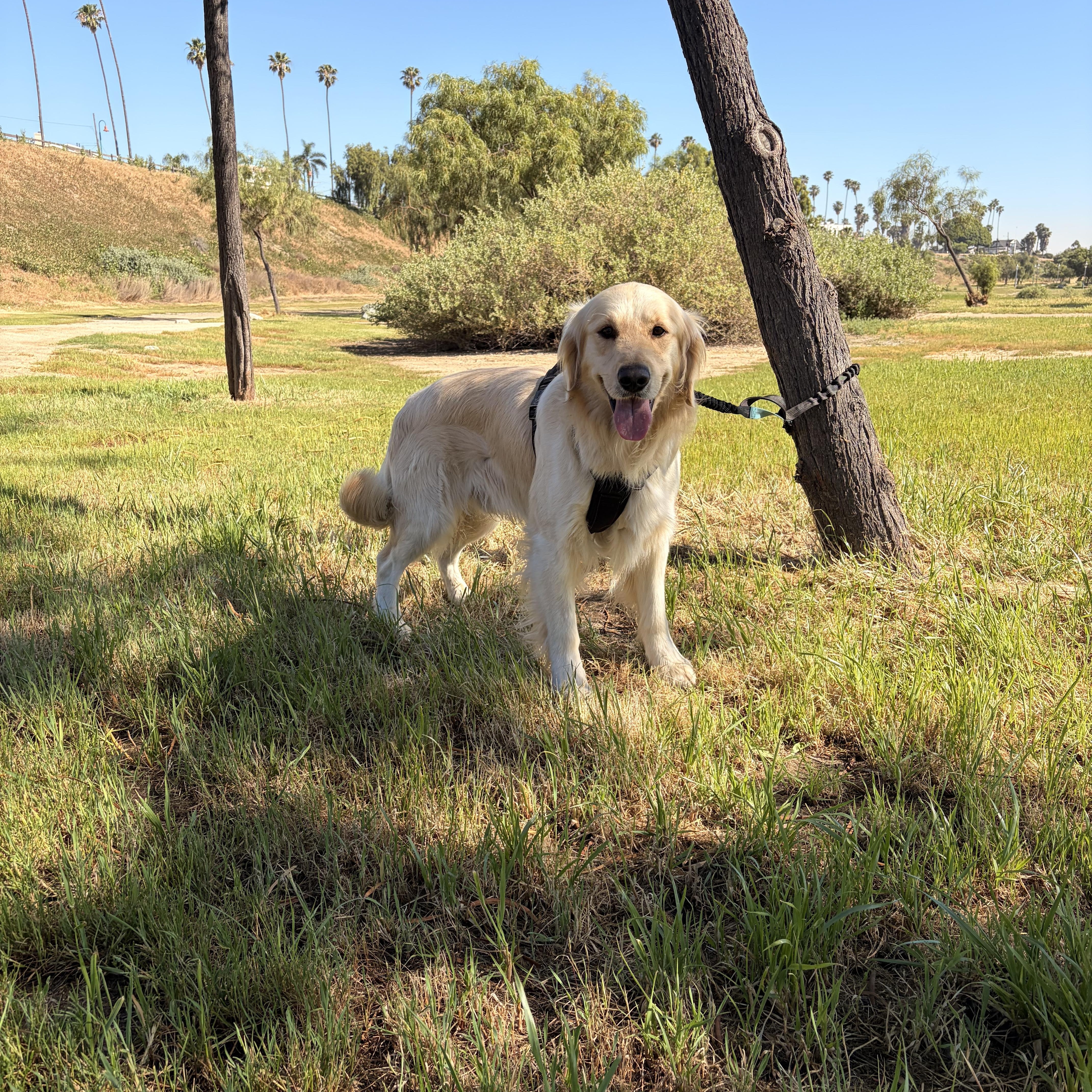 Enlarge Rocky, a ADOPTABLE Golden Retriever in Torrance, CA image 4/4