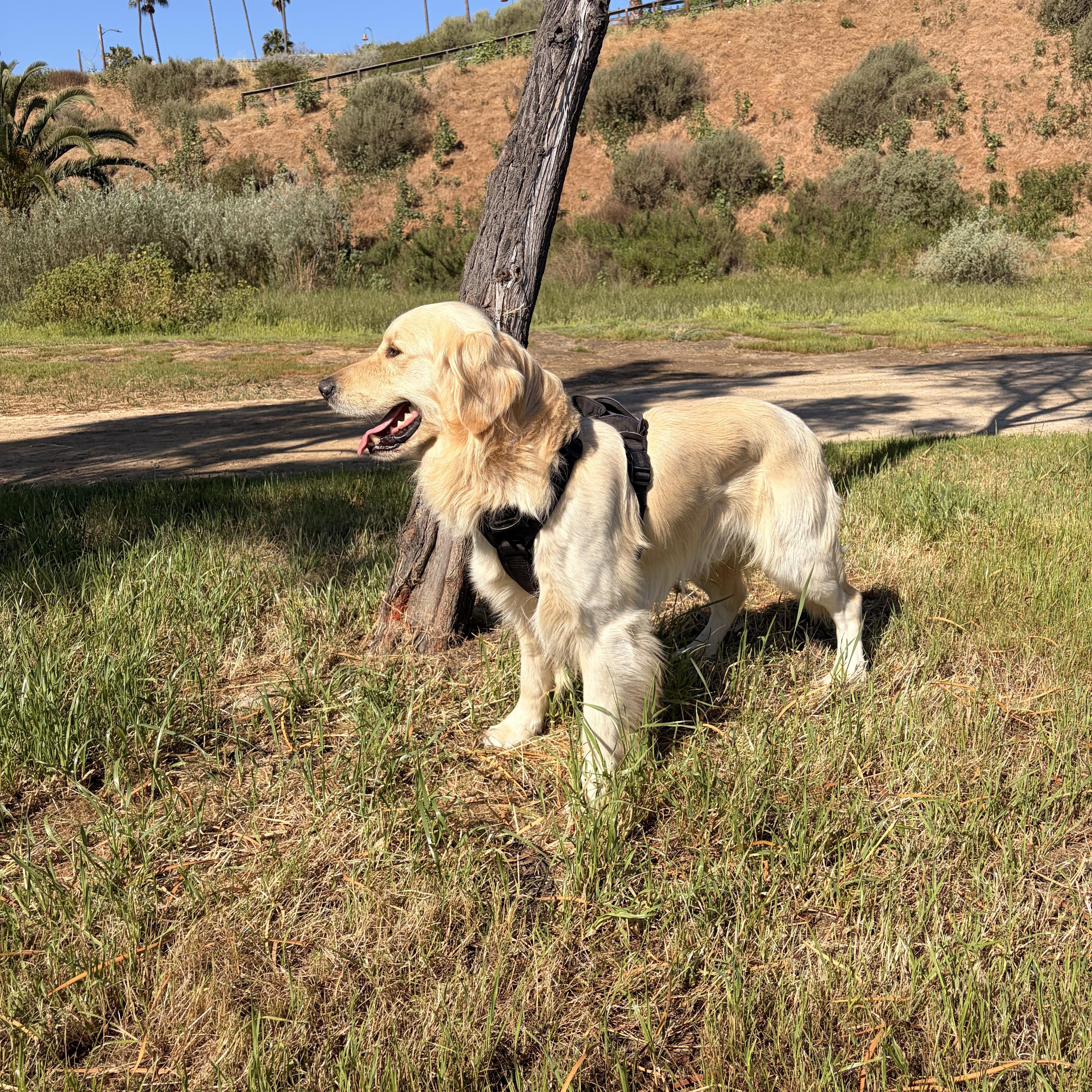 Enlarge Rocky, a ADOPTABLE Golden Retriever in Torrance, CA image 3/4