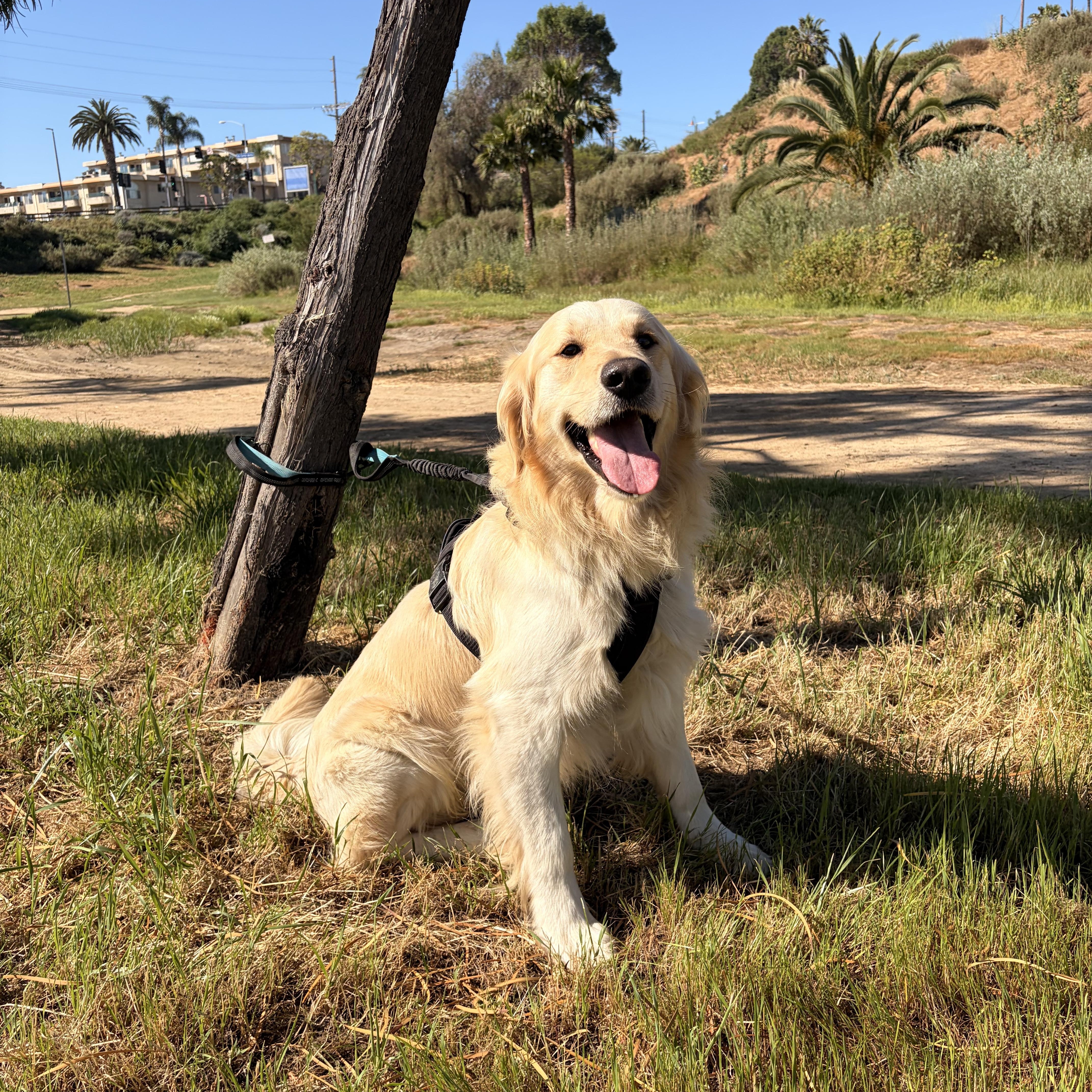 Enlarge Rocky, a ADOPTABLE Golden Retriever in Torrance, CA image 1/4