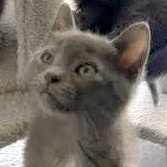 Enlarge Dollie (Polydactyl), a Adoptable mixed breed in Reston, VA image 1/3