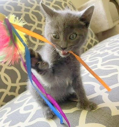 Enlarge Dollie (Polydactyl), a Adoptable mixed breed in Reston, VA image 3/3
