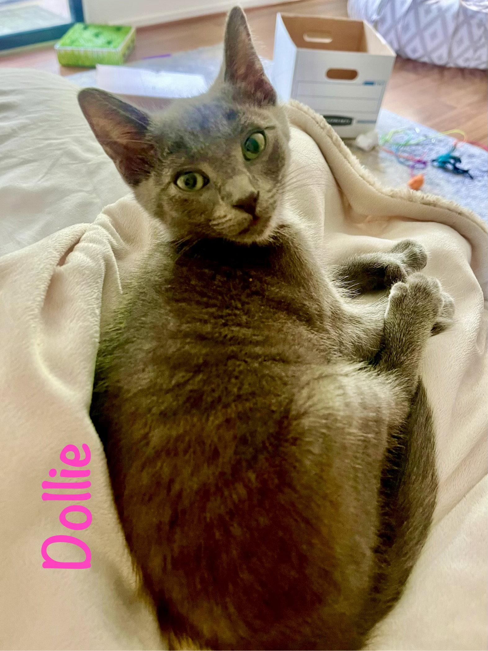 Enlarge Dollie (Polydactyl), a Adoptable mixed breed in Reston, VA image 1/3