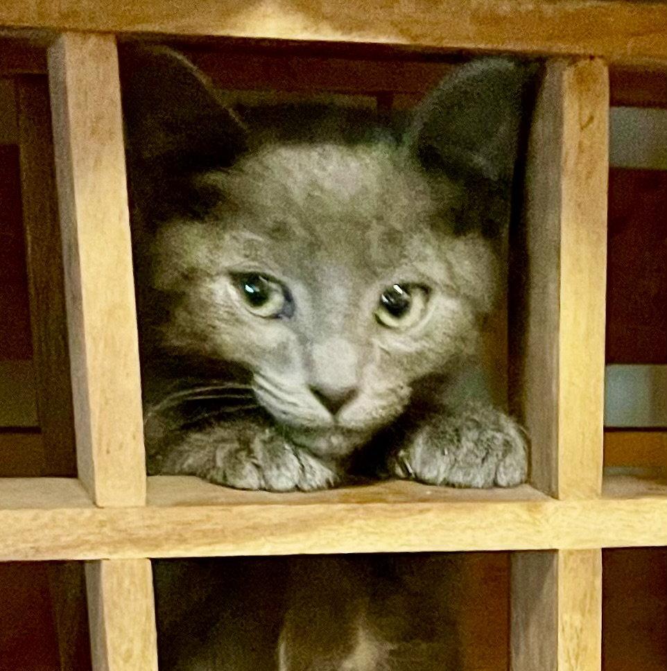 Enlarge Dollie (Polydactyl), a Adoptable mixed breed in Reston, VA image 2/3
