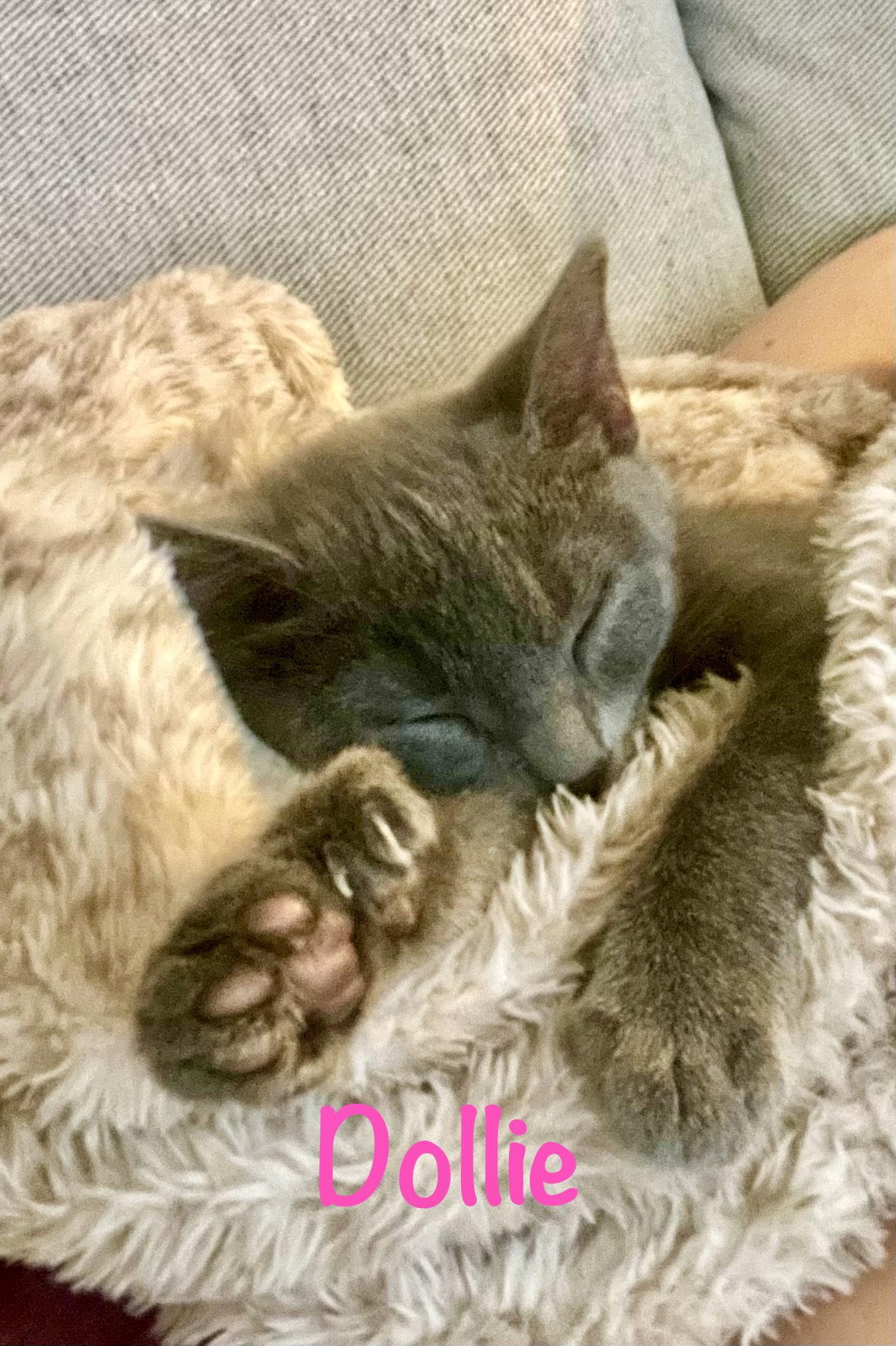 Enlarge Dollie (Polydactyl), a Adoptable mixed breed in Reston, VA image 3/3