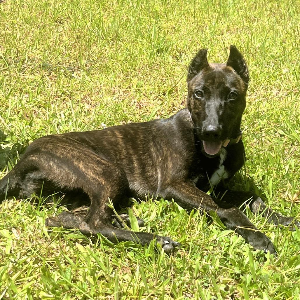 Enlarge A'ama, a Adoptable mixed breed in Keaau, HI image 1/5