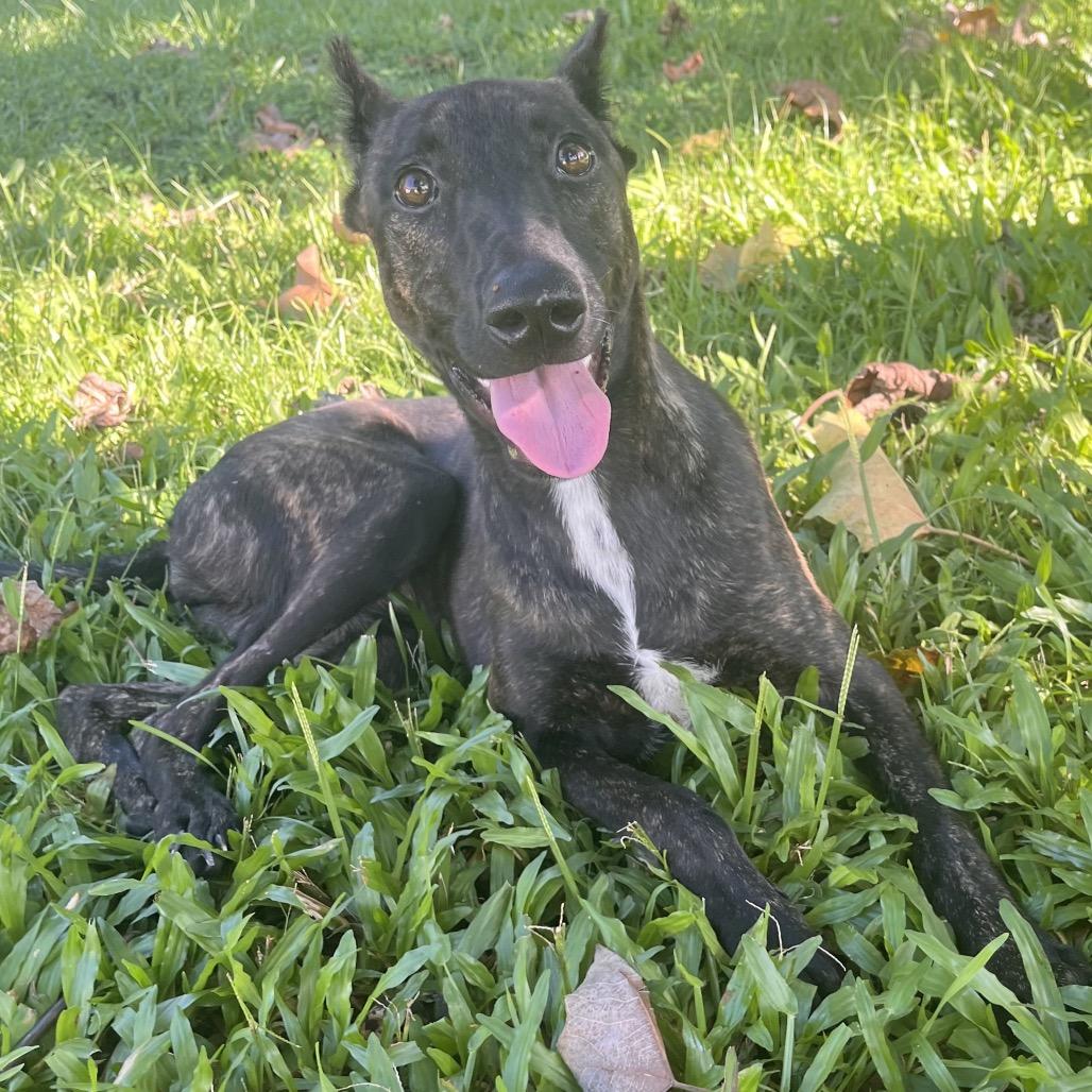 Enlarge A'ama, a Adoptable mixed breed in Keaau, HI image 2/5
