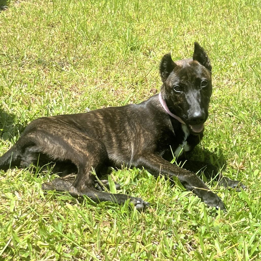 Enlarge A'ama, a Adoptable mixed breed in Keaau, HI image 3/5