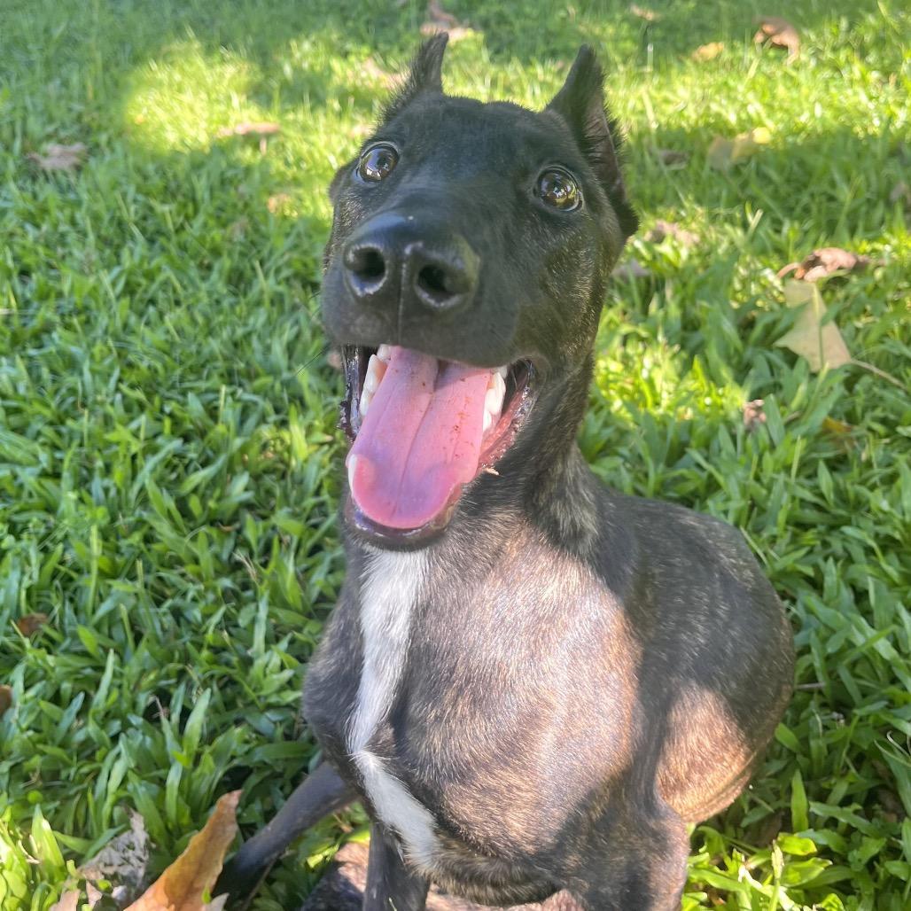 Enlarge A'ama, a Adoptable mixed breed in Keaau, HI image 4/5