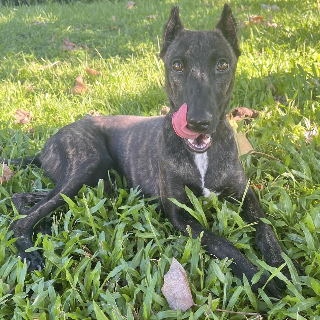 Enlarge A'ama, a Adoptable mixed breed in Keaau, HI image 5/5