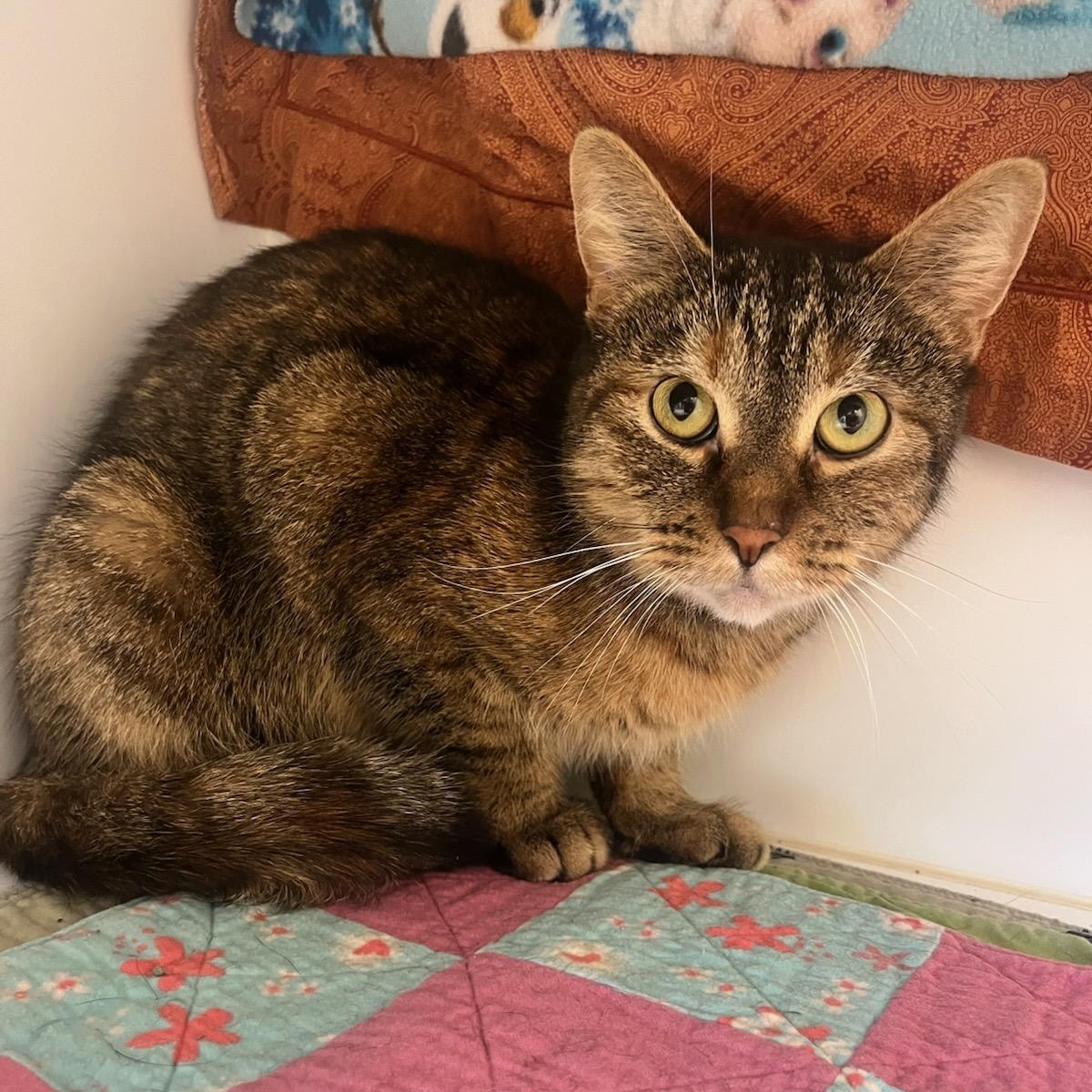 Clarice (ID 49502/4144), Adoptable, Adult Female Tortoiseshell.