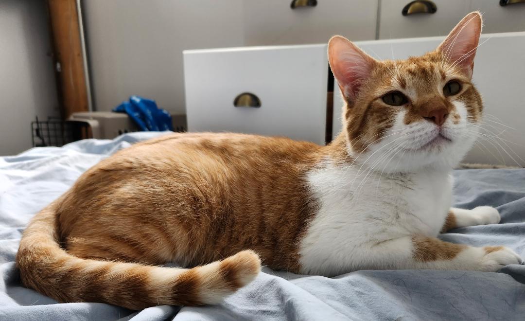 Moose, adoptable, Adult Male Tabby.