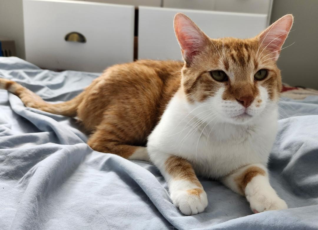 Enlarge Moose, an adopted Tabby in Hamilton, ON image 2/3