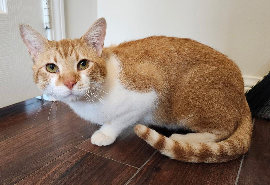 Moose, adopted, Adult Male Tabby.