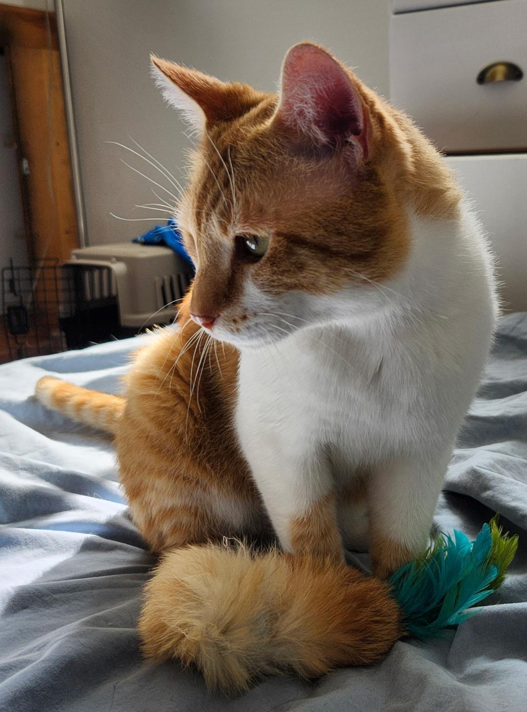 Enlarge Moose, an adopted Tabby in Hamilton, ON image 3/3