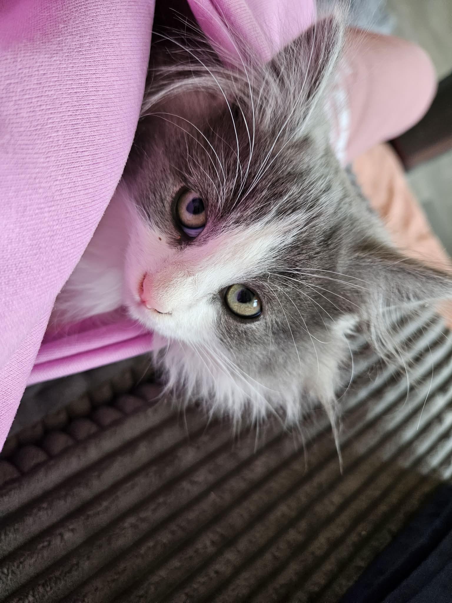 Enlarge Val, an adopted mixed breed in Sierra Vista, AZ image 3/3