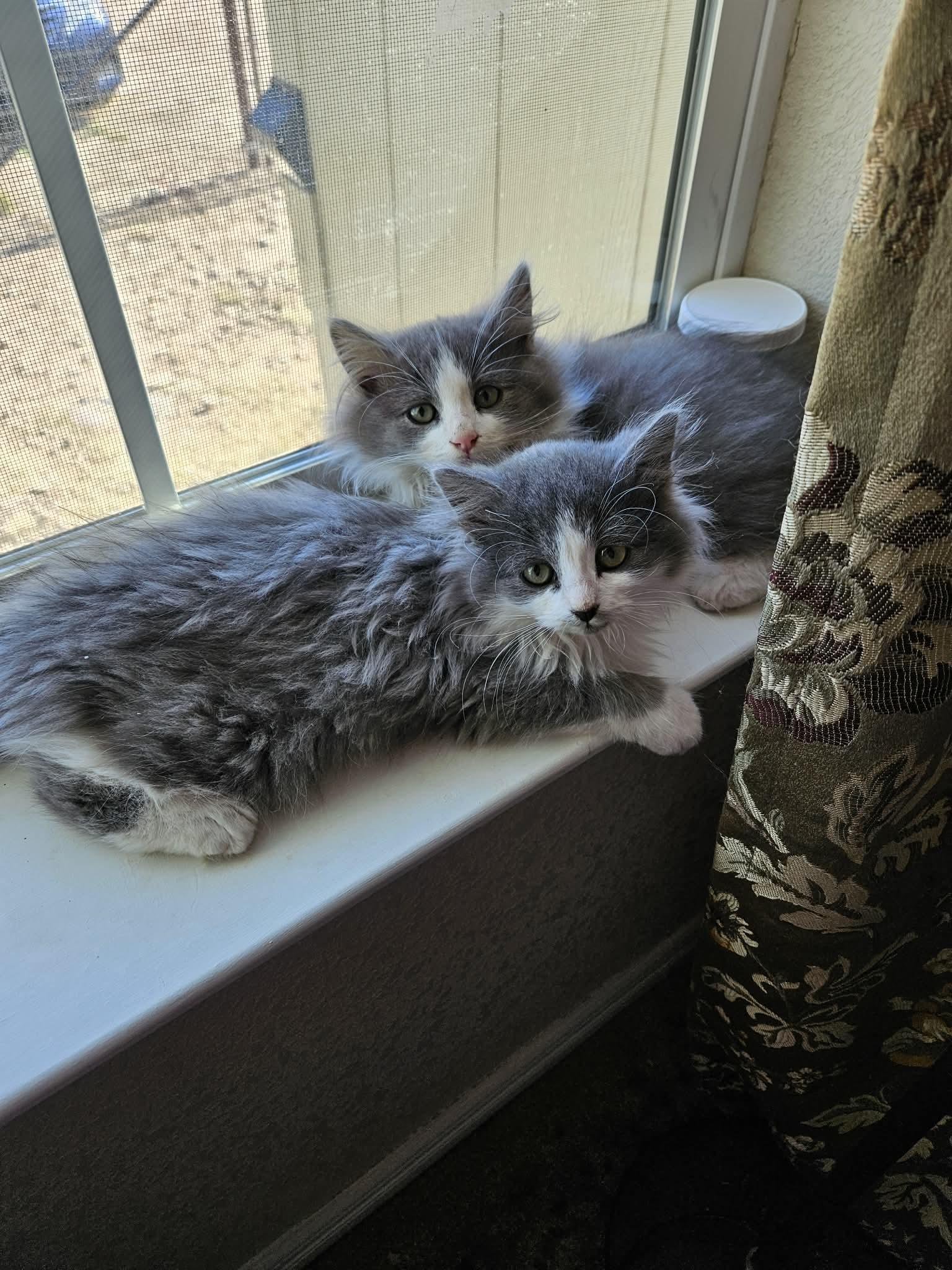 Enlarge Val, an adopted mixed breed in Sierra Vista, AZ image 2/3