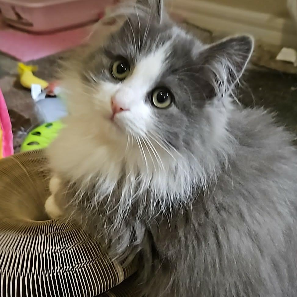 Val, adopted, Kitten Male Domestic Long Hair & Norwegian Forest Cat.