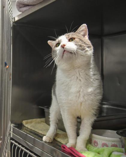 St. Nick — thumbnail 2