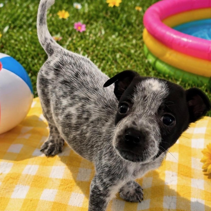 Enlarge Bronco, a Adoptable mixed breed in Hamilton , NJ image 1/1