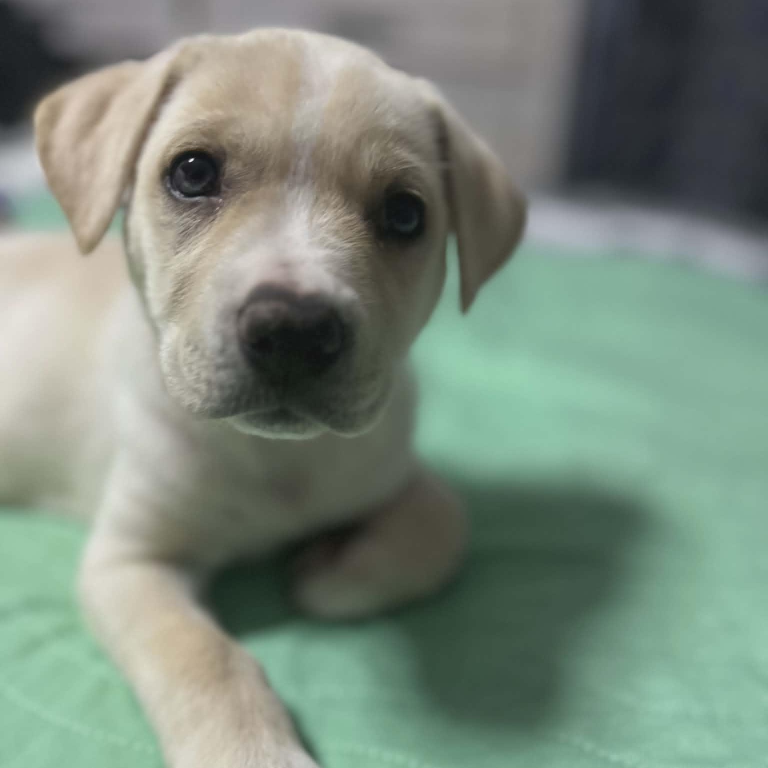 Enlarge Bon Bon, an adopted mixed breed in McHenry, IL image 1/1