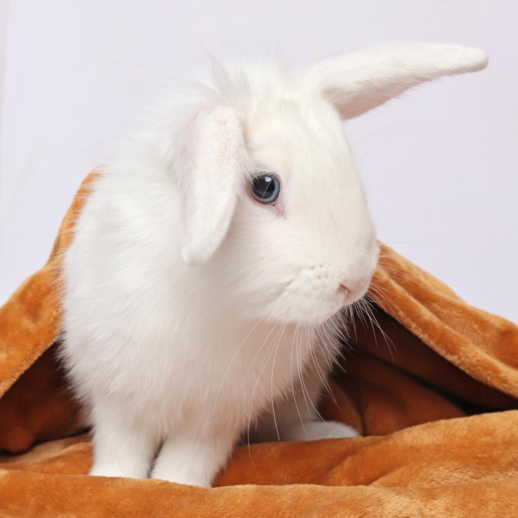 Enlarge Uno, a Adoptable Lionhead in Murray, UT image 1/2