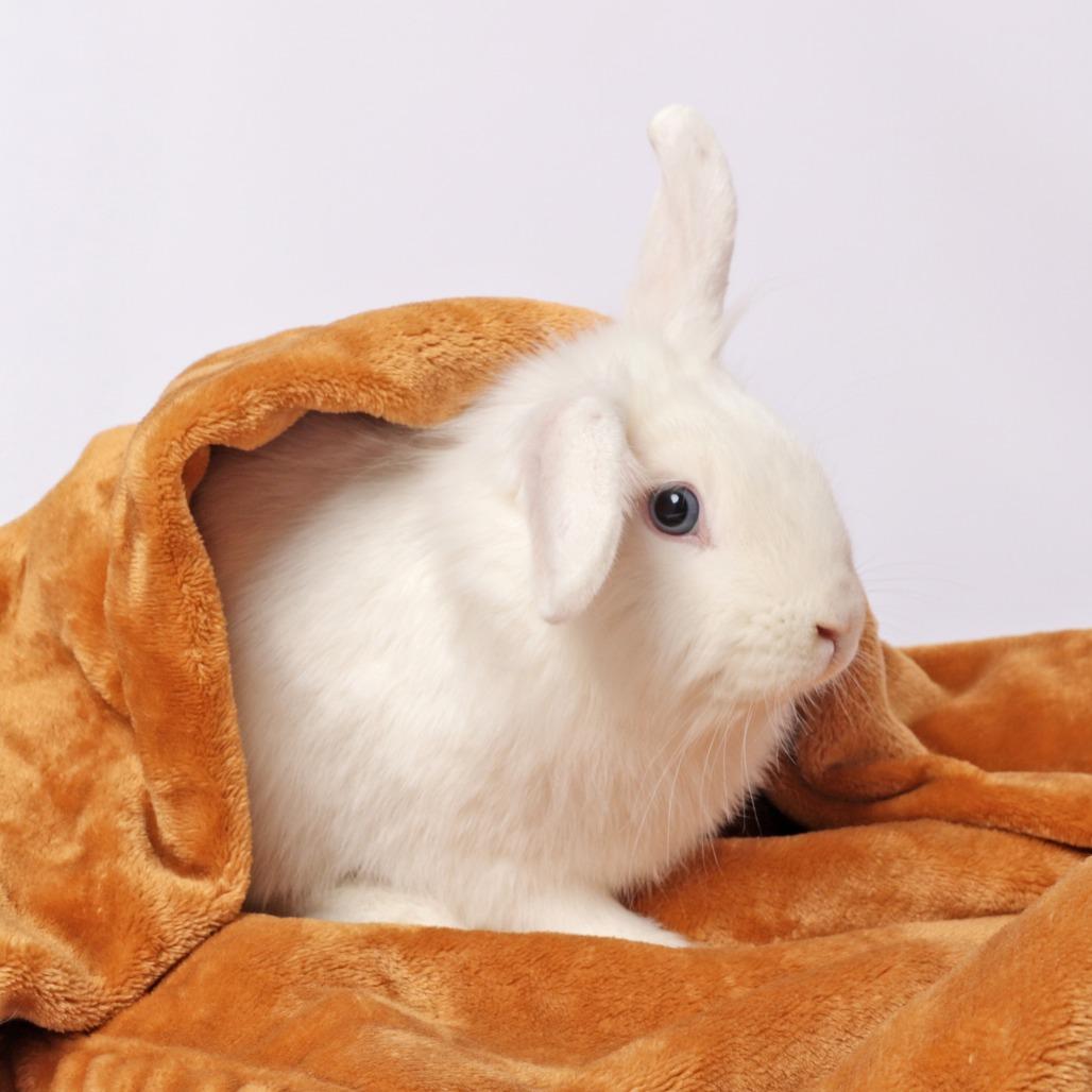 Enlarge Uno, a Adoptable Lionhead in Murray, UT image 2/2