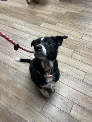 Enlarge Tom, a Adoptable Australian Shepherd in Rowlett, TX image 2/2