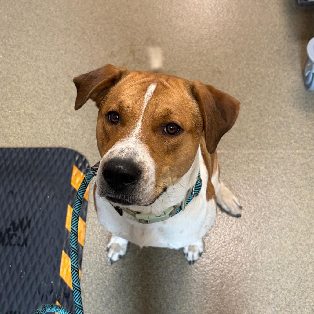 Enlarge Ping, a Adoptable mixed breed in Council Bluffs, IA image 1/2