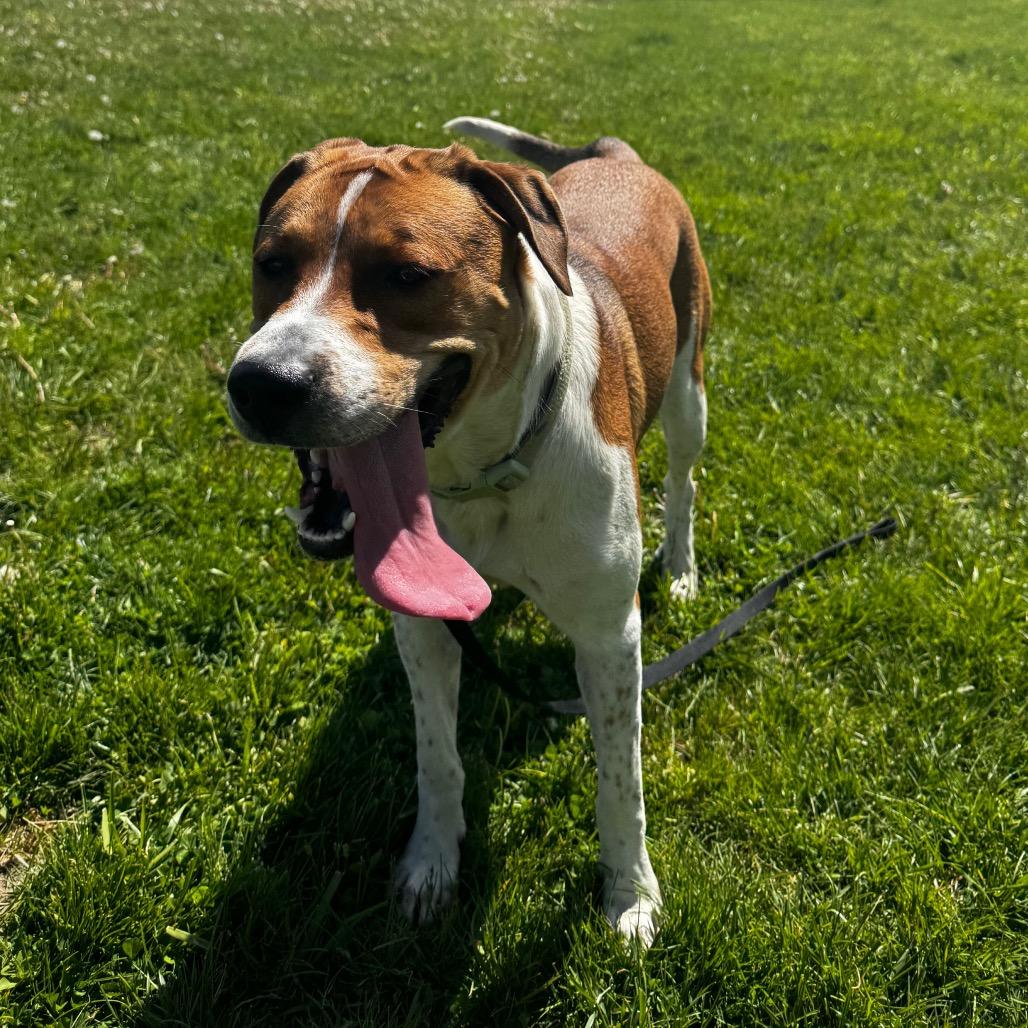 Enlarge Ping, a Adoptable mixed breed in Council Bluffs, IA image 2/2
