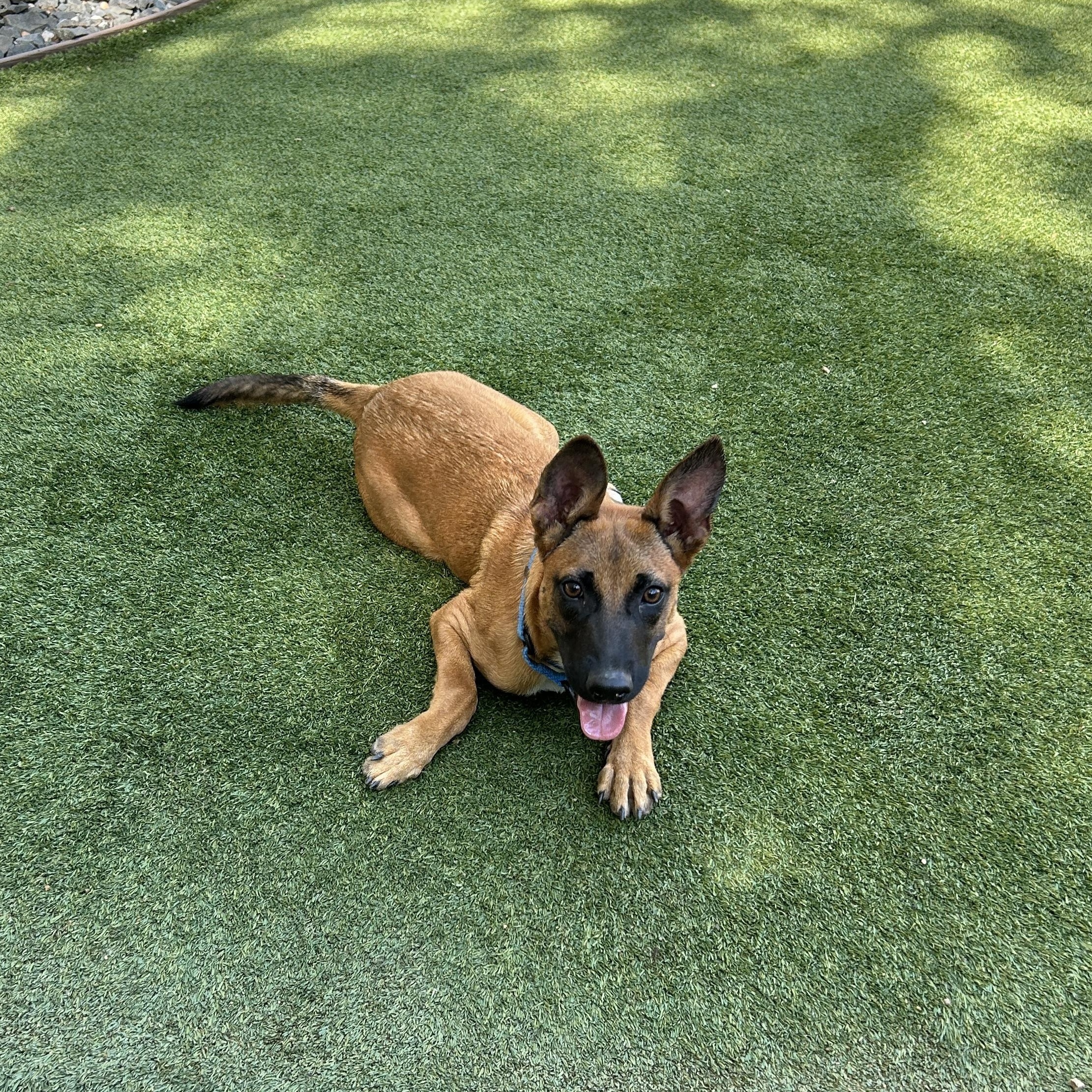 Puppy Lilly, adopted, Puppy Female Belgian Shepherd / Malinois.