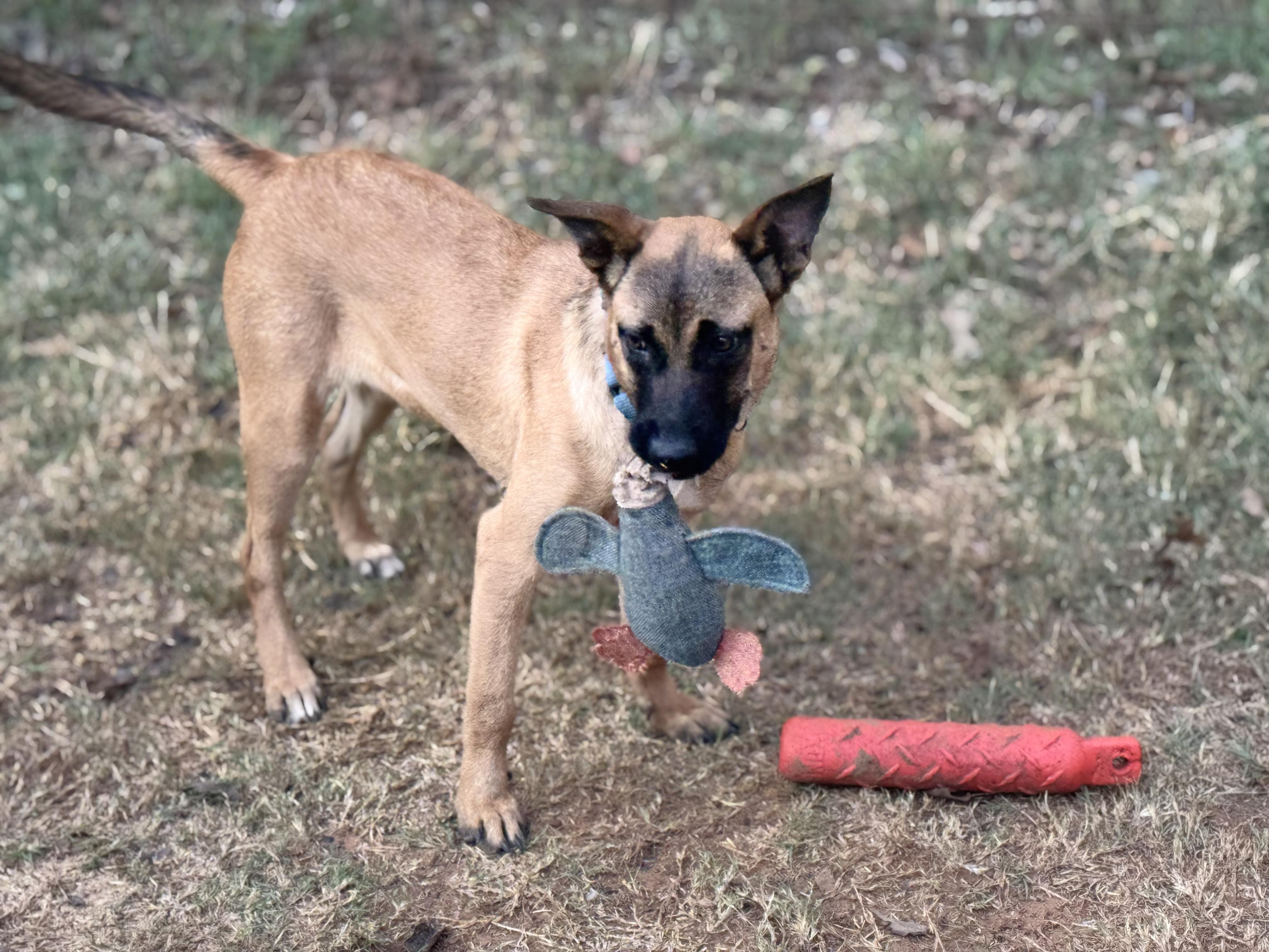Enlarge Puppy Lilly, an adopted Belgian Shepherd / Malinois in Dallas, TX image 2/3