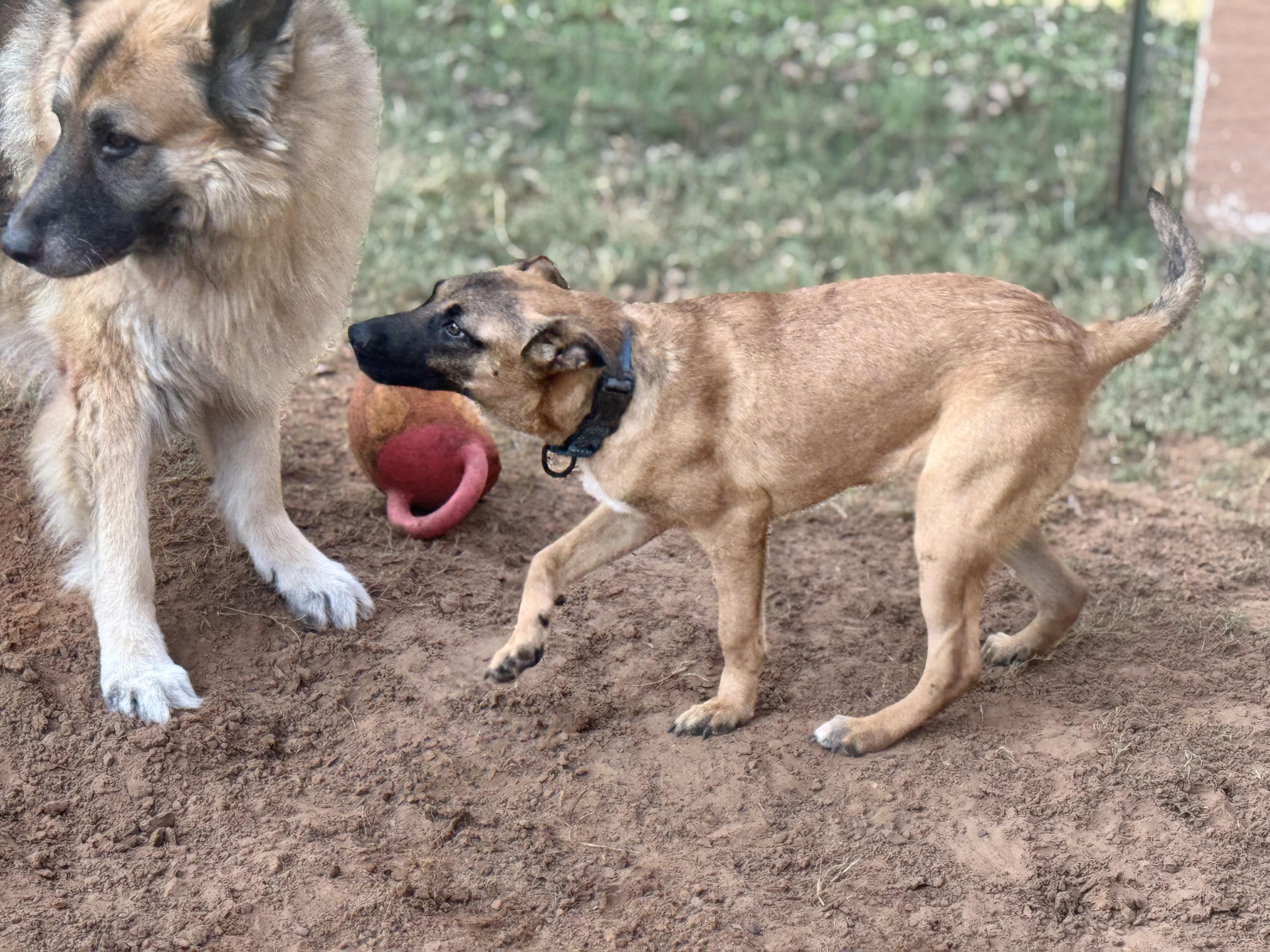 Enlarge Puppy Lilly, an adopted Belgian Shepherd / Malinois in Dallas, TX image 3/3