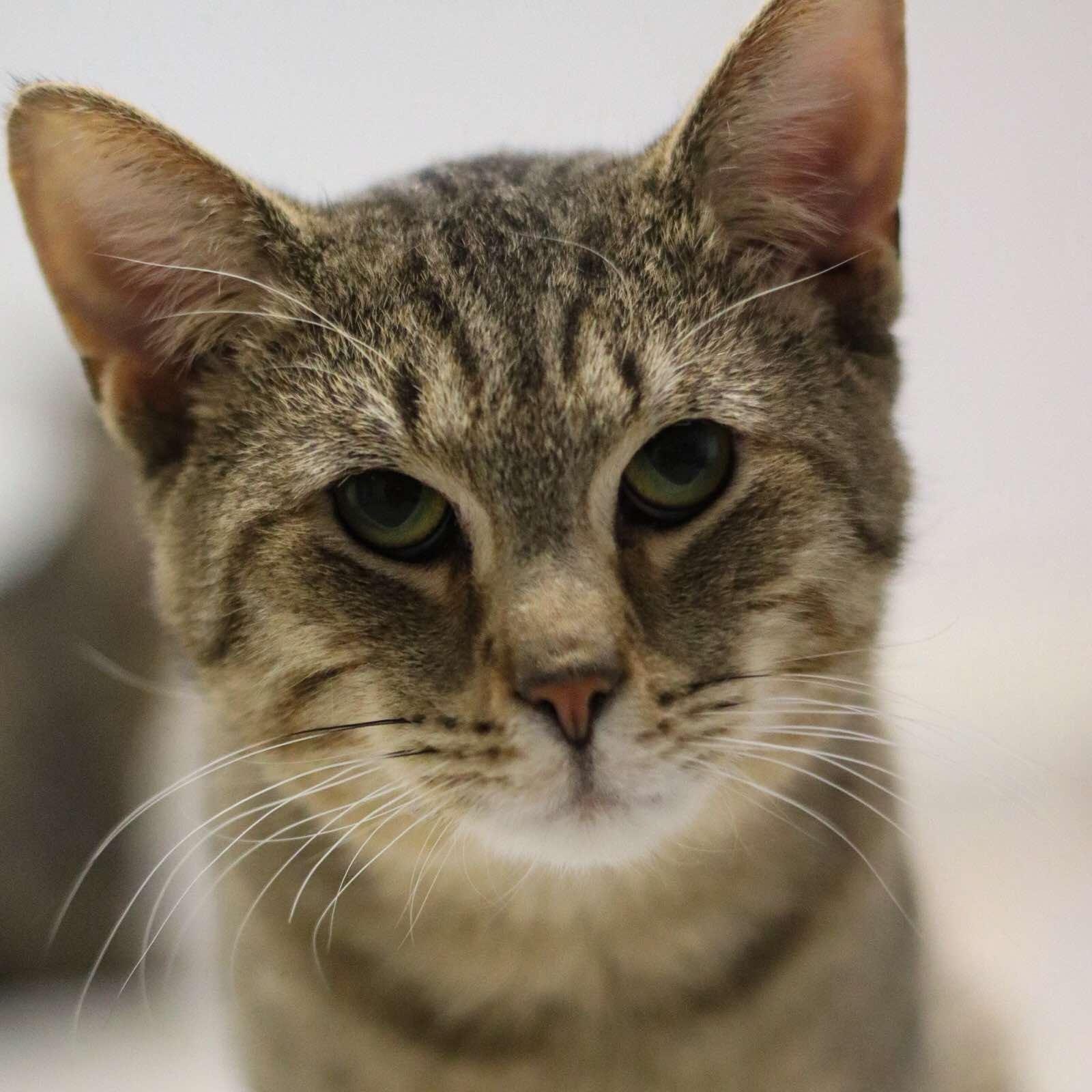 Tigger, Adoptable, Adult Female American Shorthair.