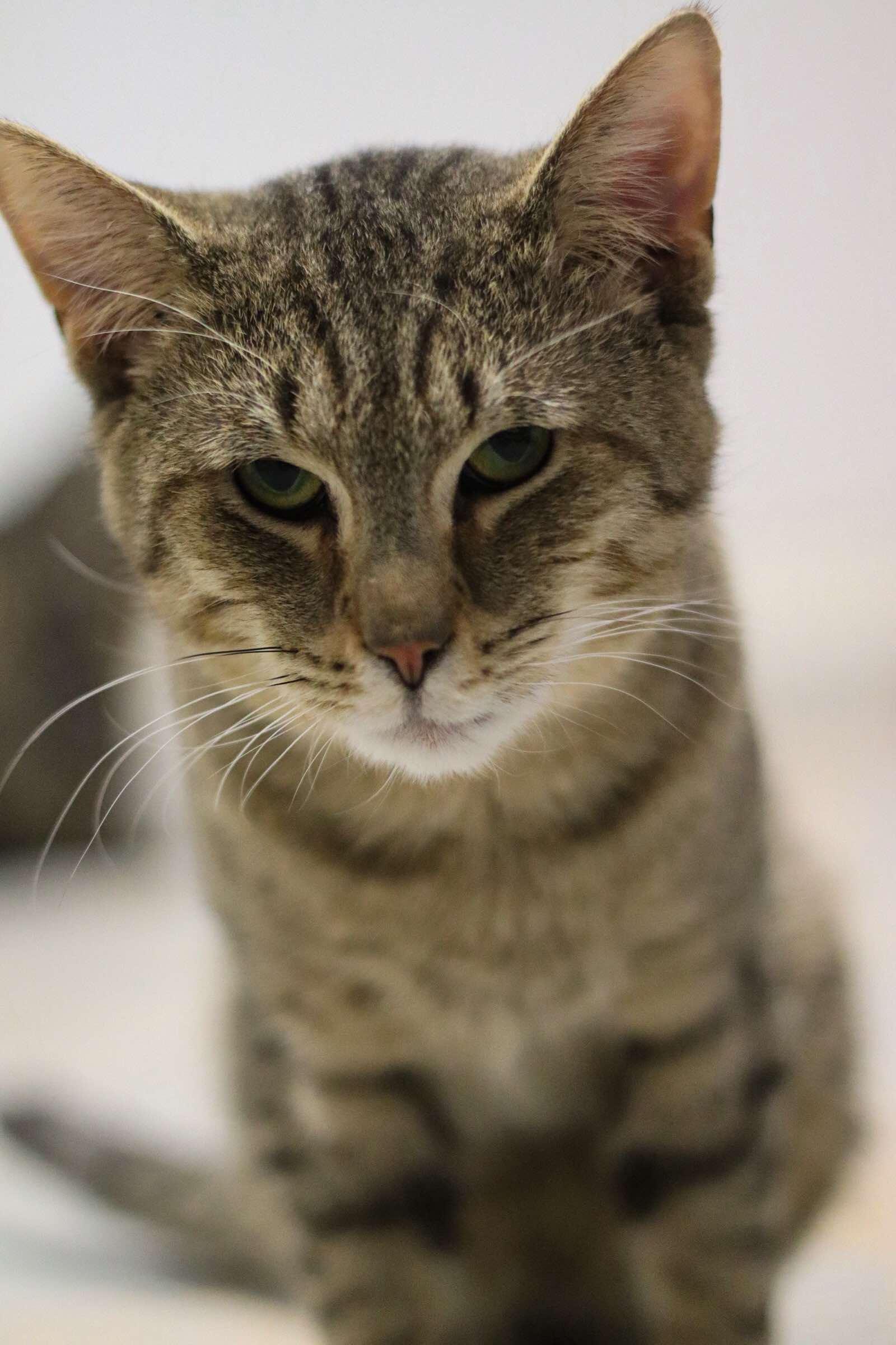 Tigger, a Adoptable American Shorthair in Toledo, OH image 2/4