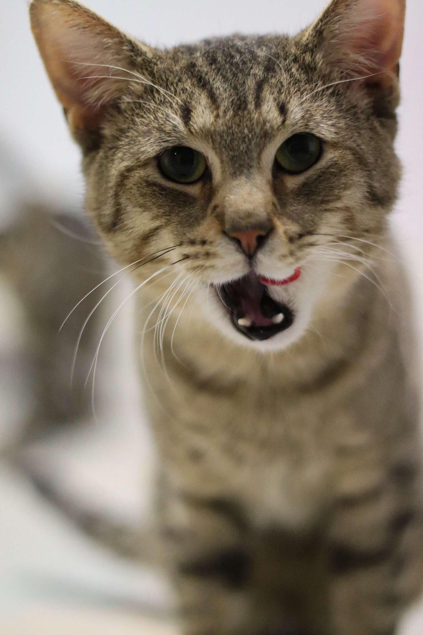 Tigger, a Adoptable American Shorthair in Toledo, OH image 3/4