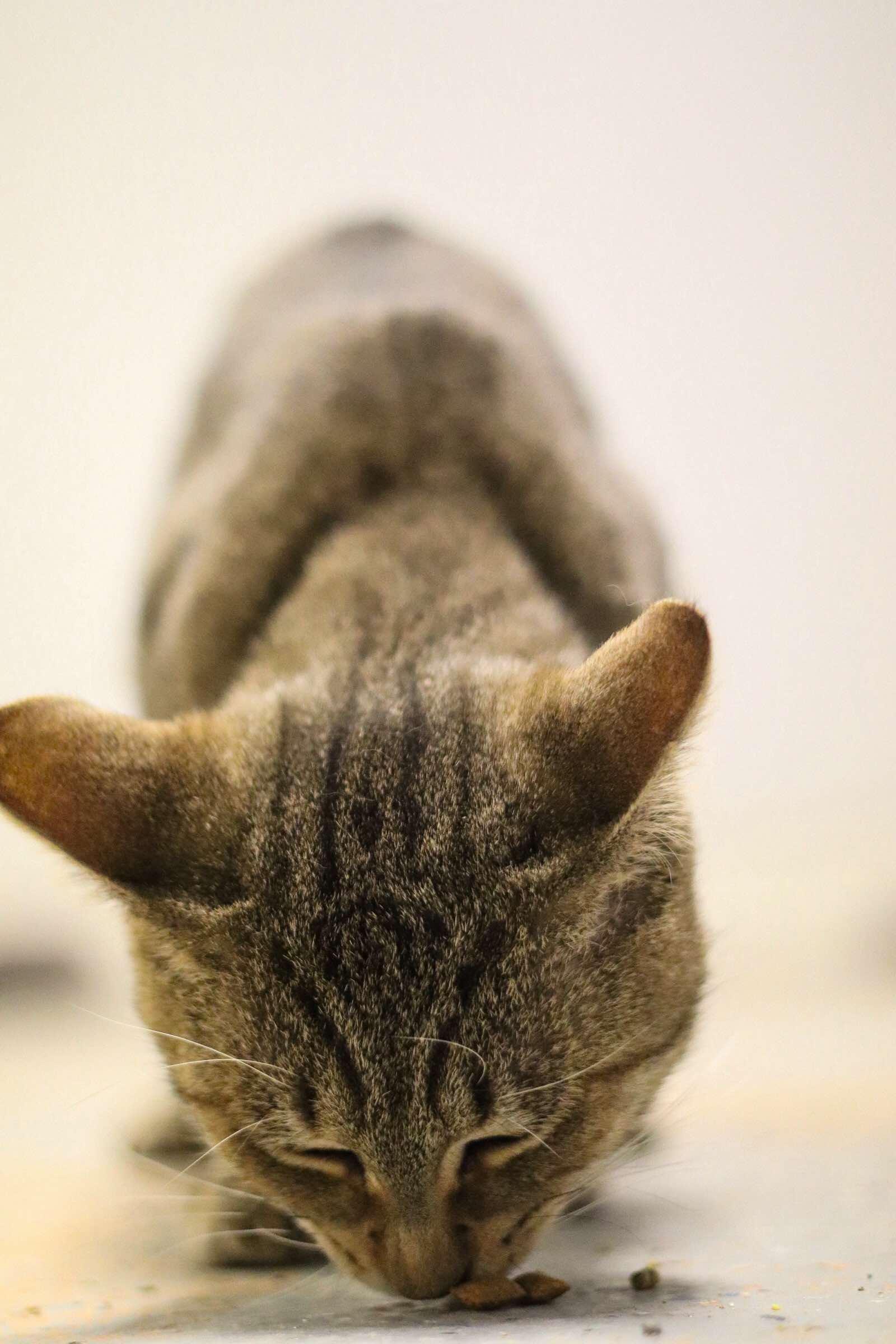 Tigger, a Adoptable American Shorthair in Toledo, OH image 4/4