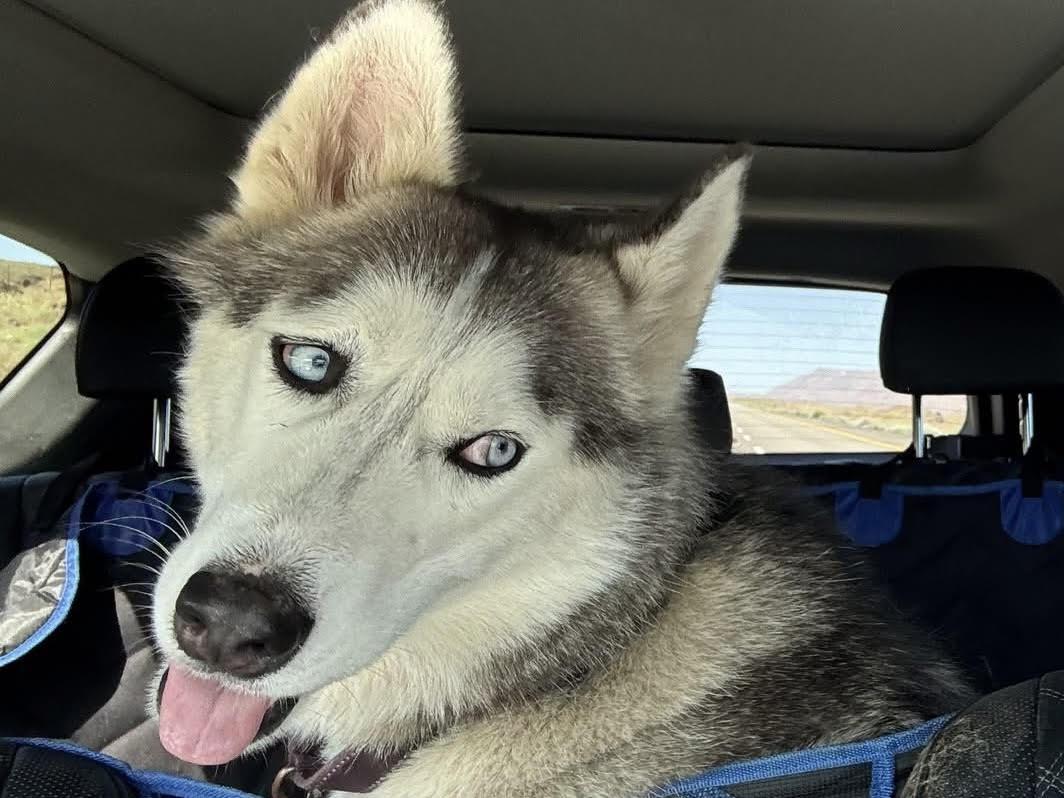 Capri, an adoptable Husky in Deer Park, WA, 99006 | Photo Image 2