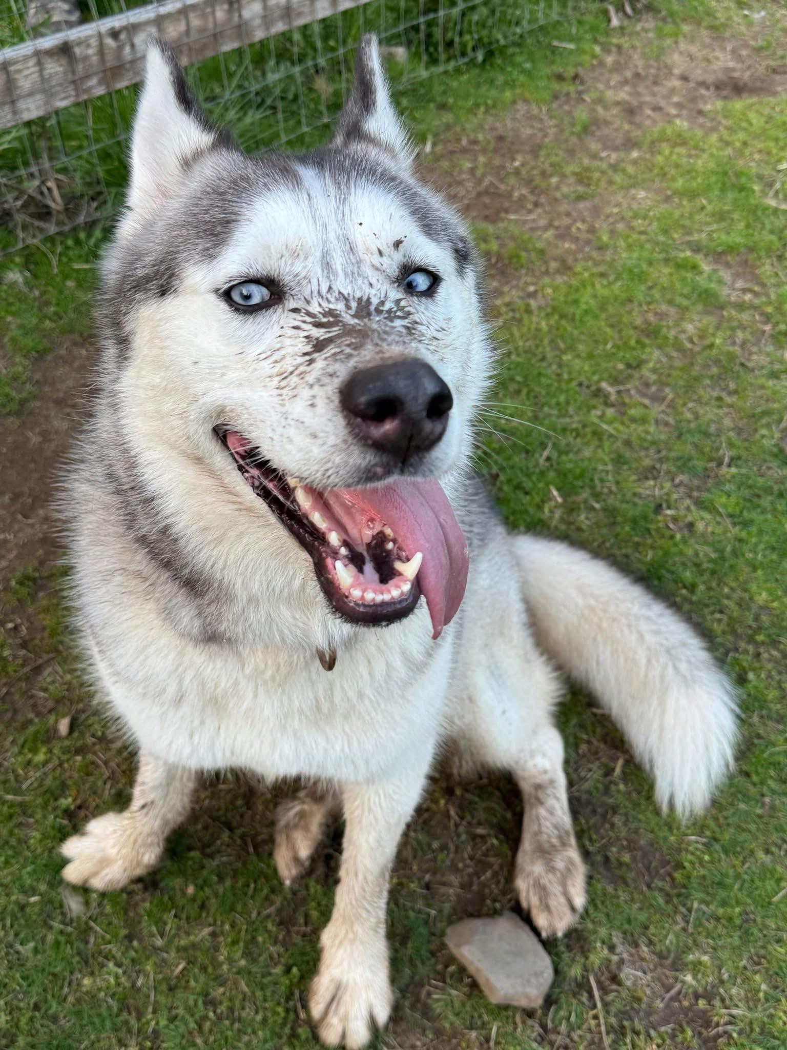 Capri, an adoptable Husky in Deer Park, WA, 99006 | Photo Image 1