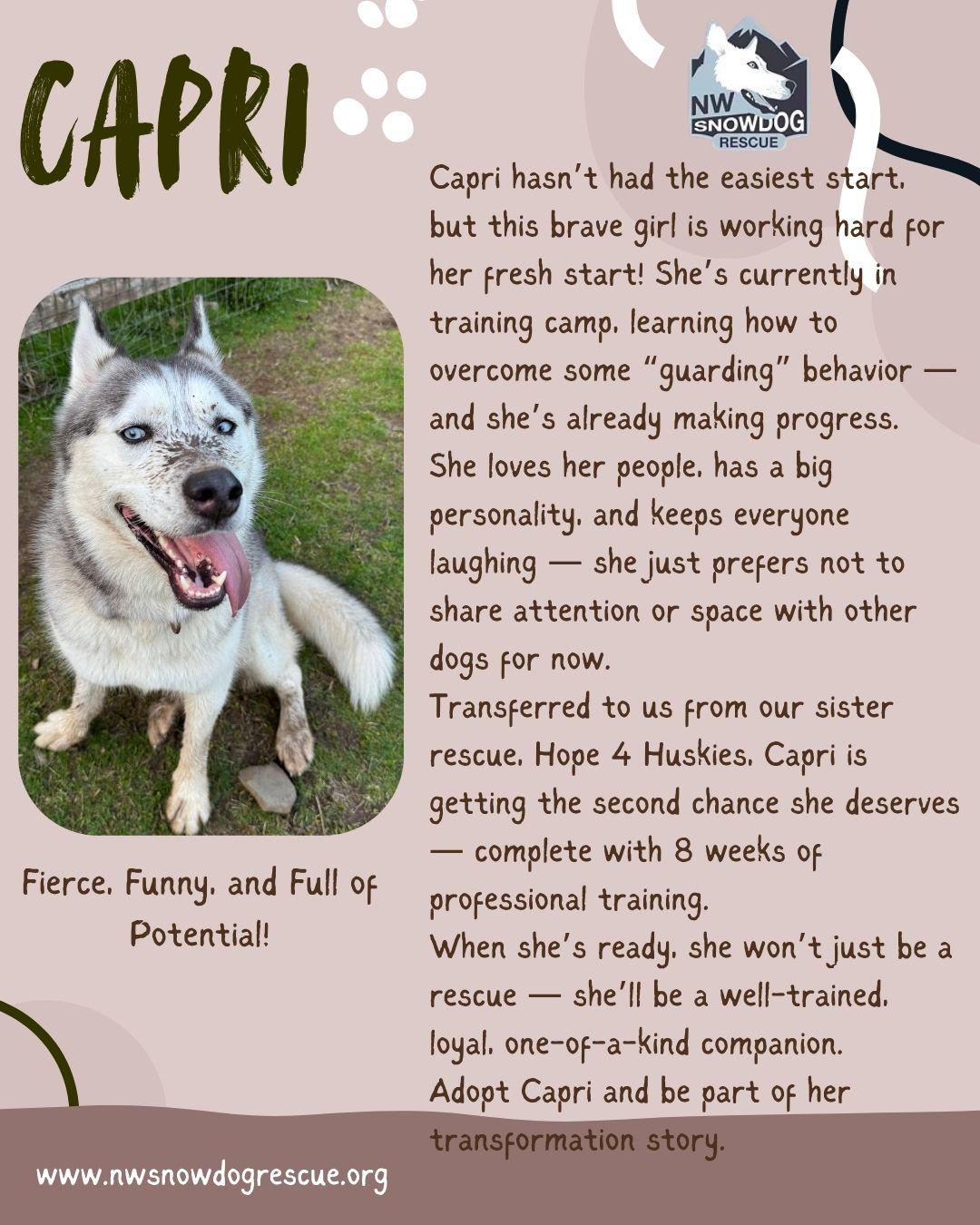 Capri, an adoptable Husky in Deer Park, WA, 99006 | Photo Image 3